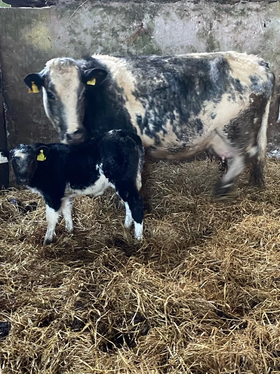 🌟TOP QUALITY SUCKLER 🌟 - Image 3