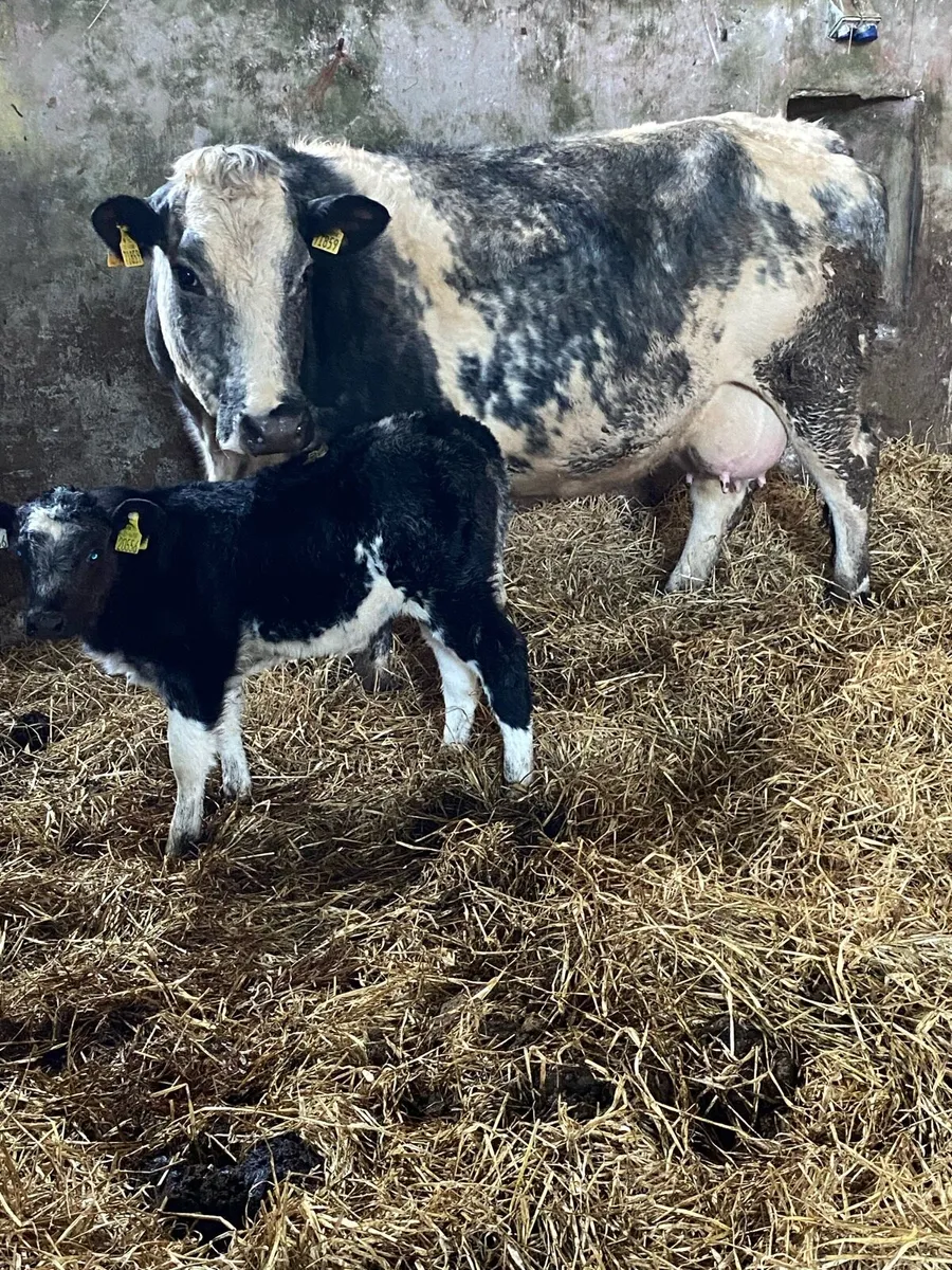 🌟TOP QUALITY SUCKLER 🌟 - Image 4