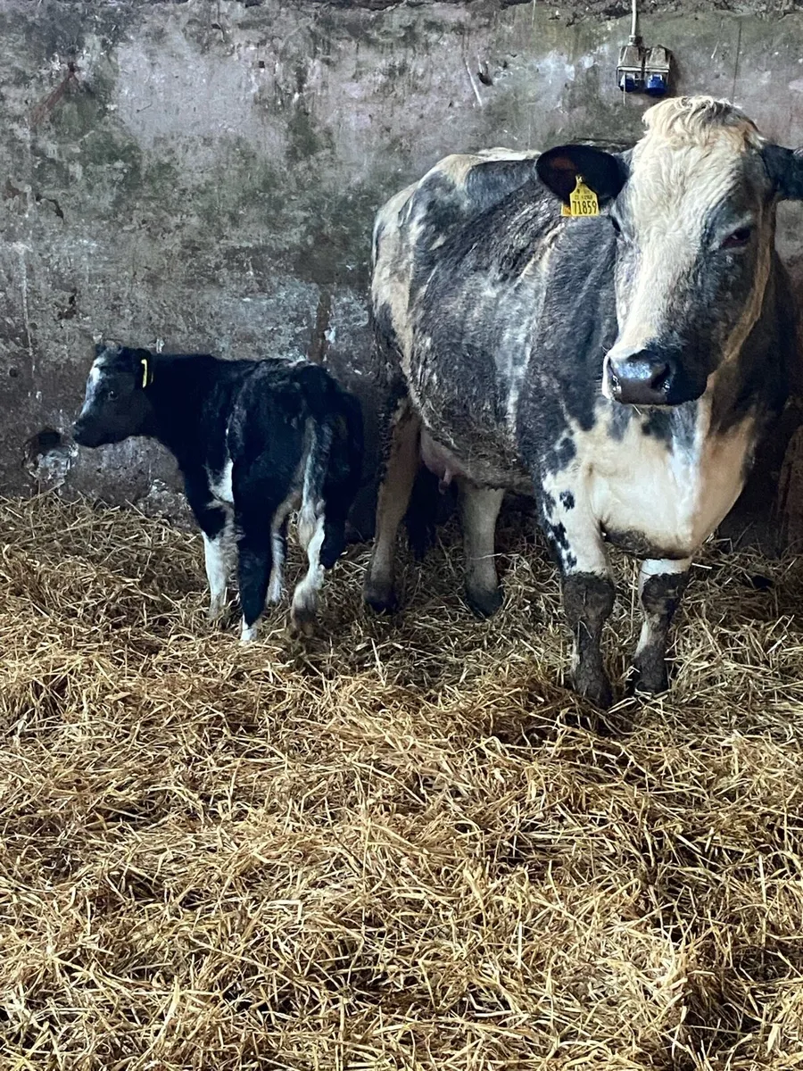 🌟TOP QUALITY SUCKLER 🌟 - Image 1