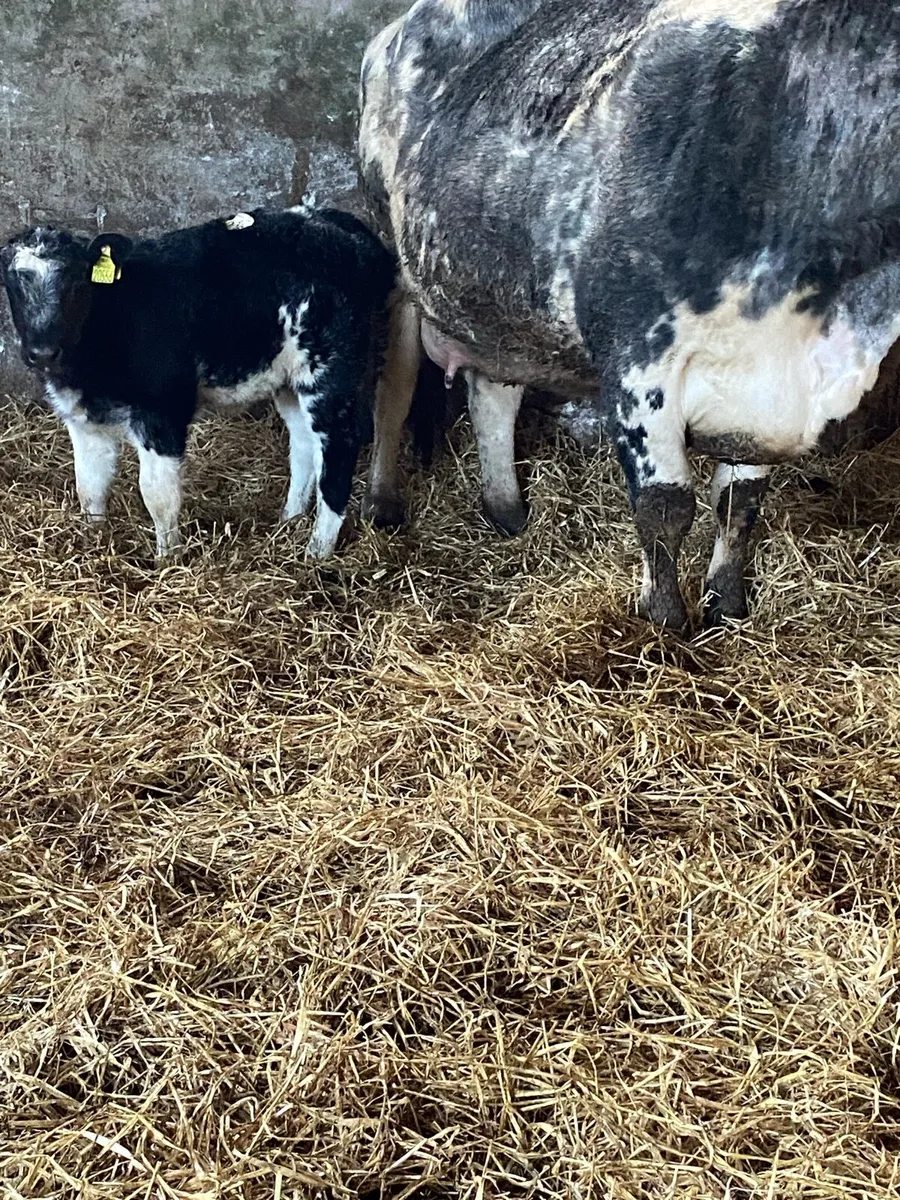 🌟TOP QUALITY SUCKLER 🌟 - Image 2