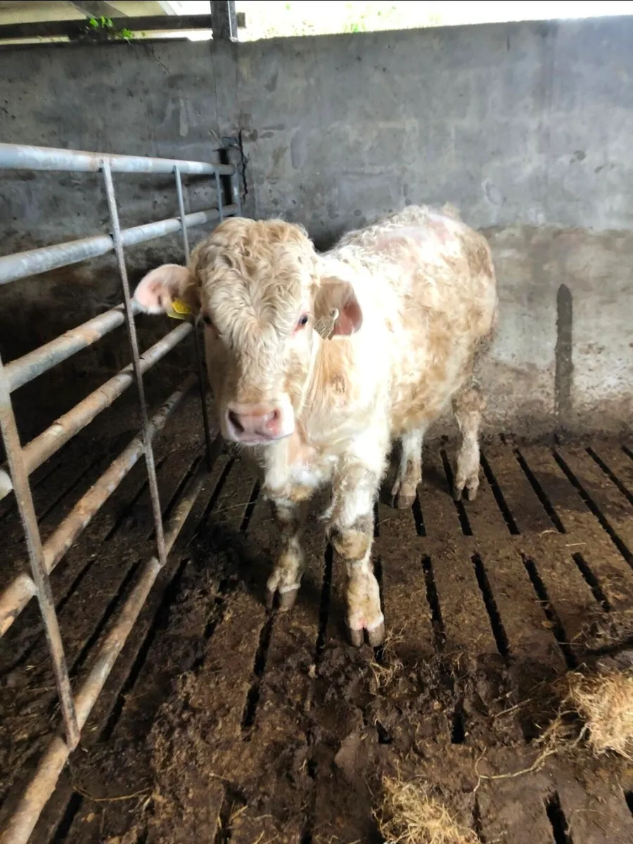 5 star CH bull - Image 2