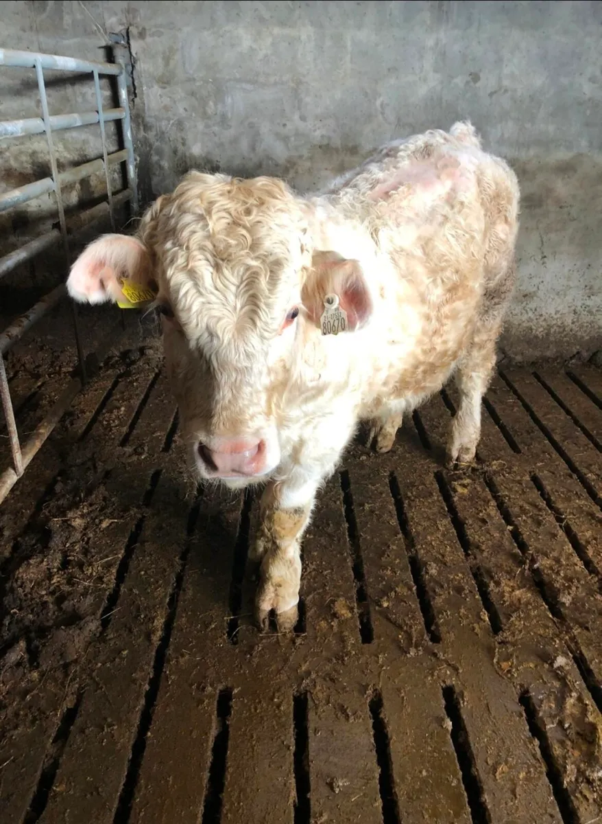 5 star CH bull - Image 3