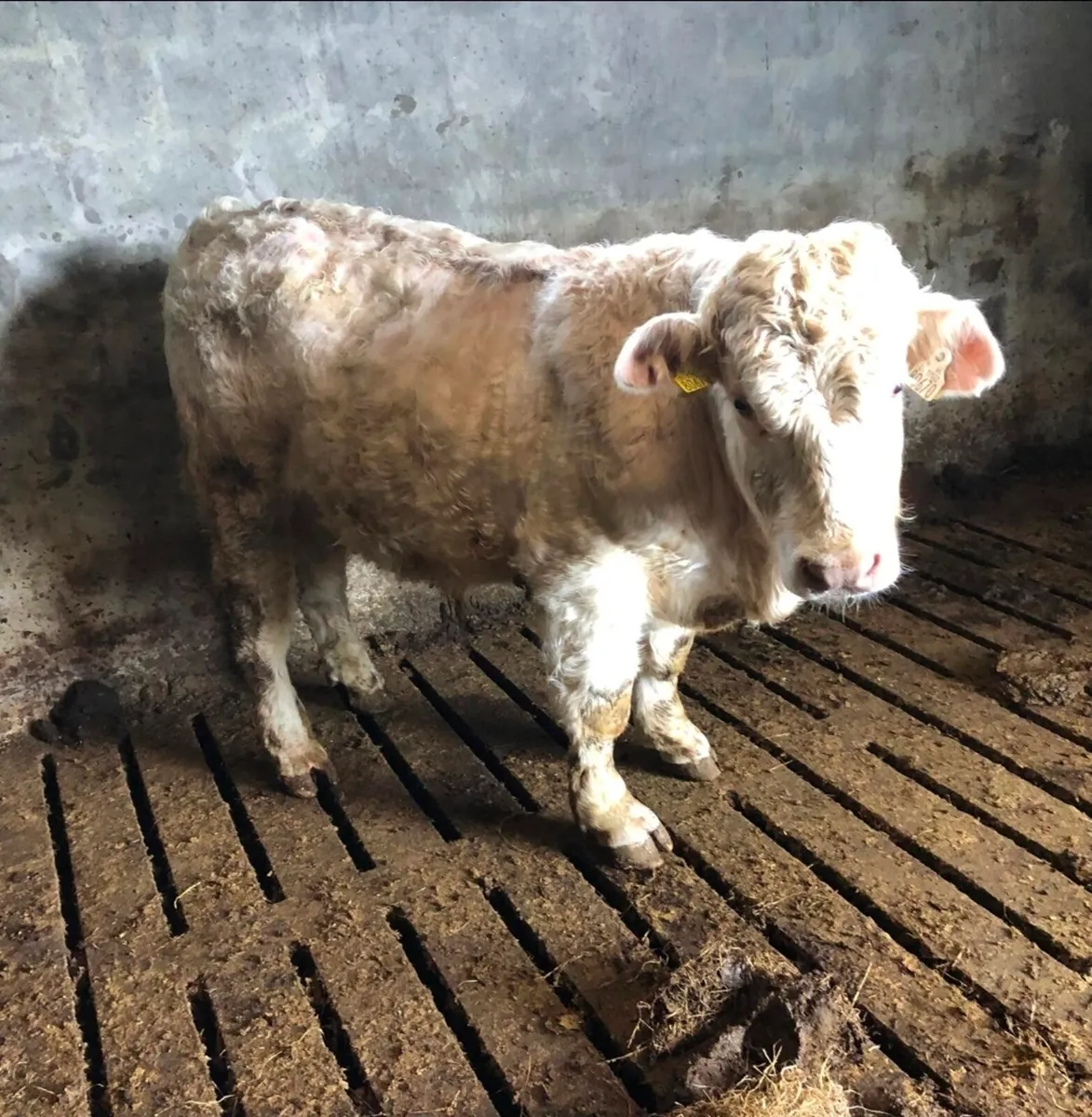 5 star CH bull - Image 1