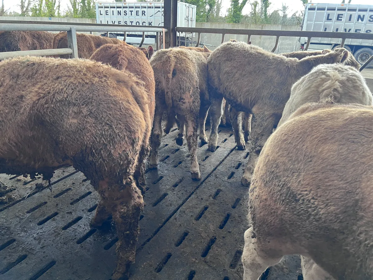 25/3/26 • 10 Golden Charolais Bullocks - Image 3