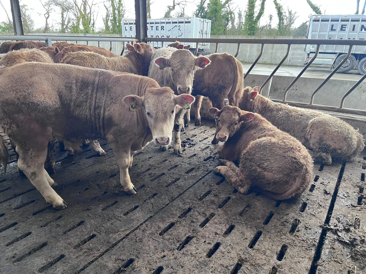 Smashing Golden Charolais Bullocks - Image 2