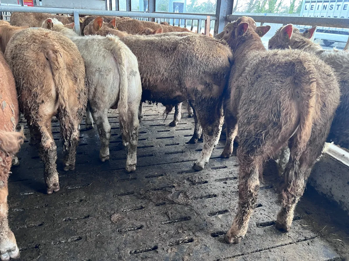 25/3/26 • 10 Golden Charolais Bullocks - Image 4