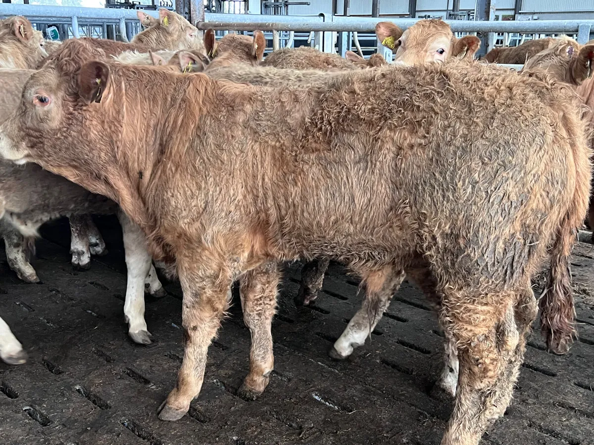 25/3/26 • 10 Golden Charolais Bullocks - Image 2