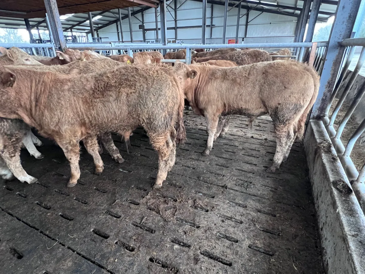 25/3/26 • 10 Golden Charolais Bullocks - Image 1