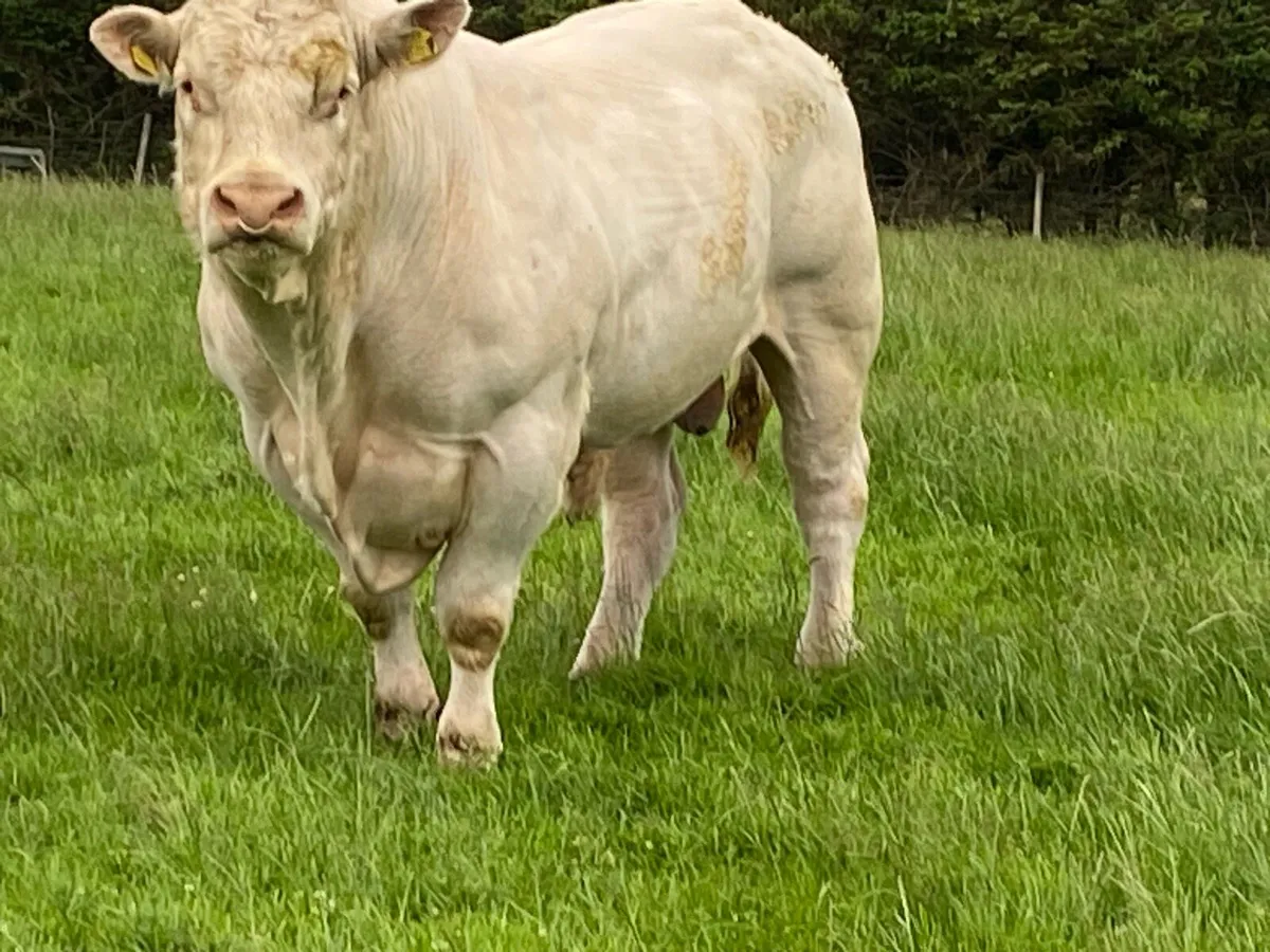 Super Charolais Bull - Image 3