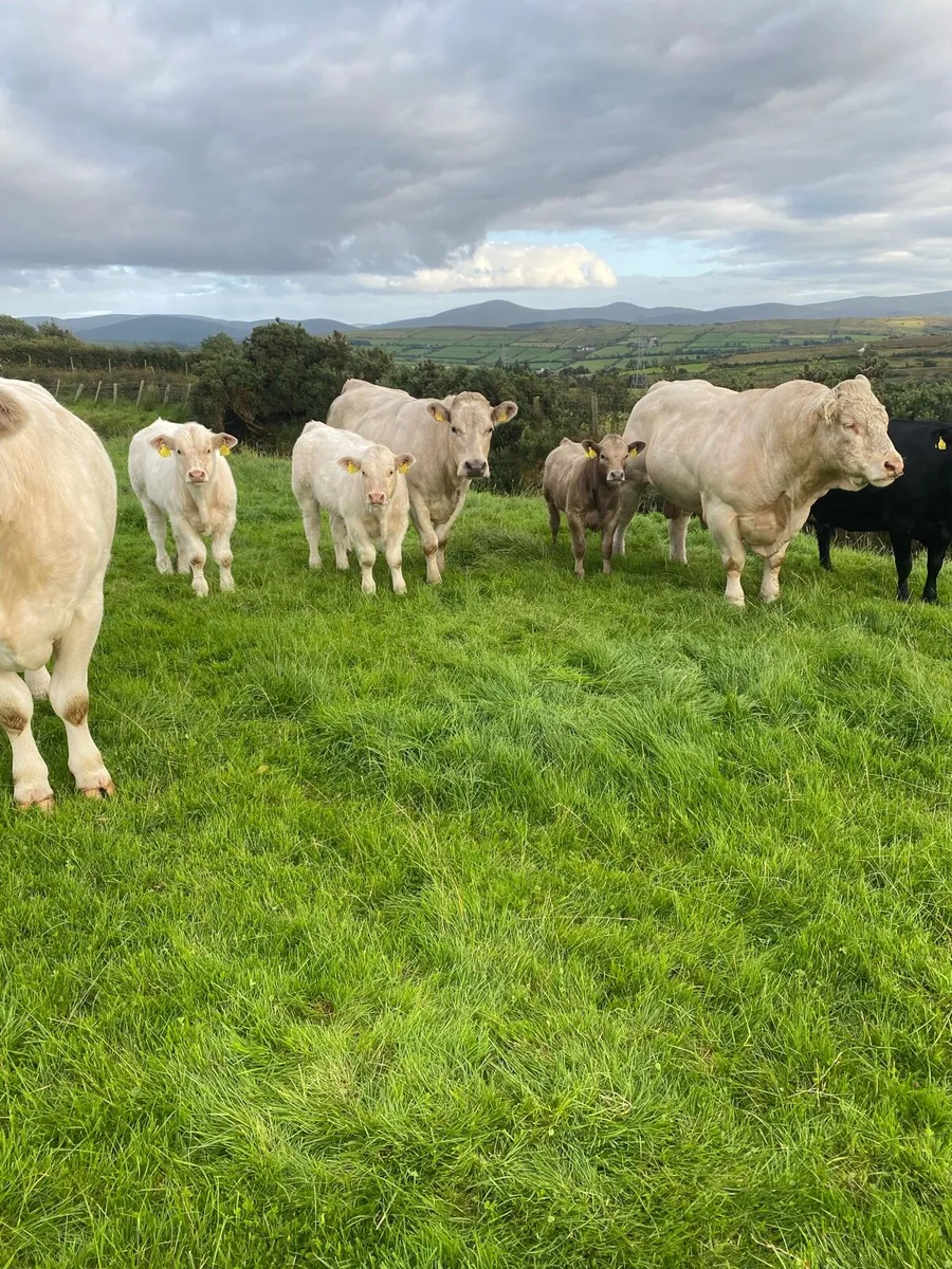 Super Charolais Bull - Image 2
