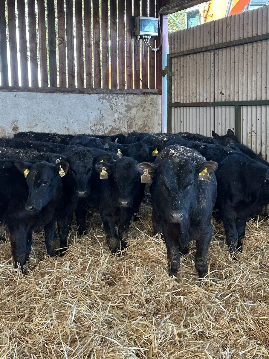 16 Autumn born Angus weanlings for sale - Image 1