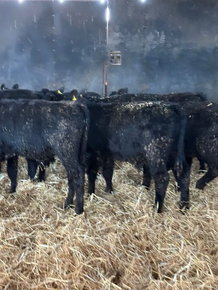 16 Autumn born Angus weanlings for sale - Image 2