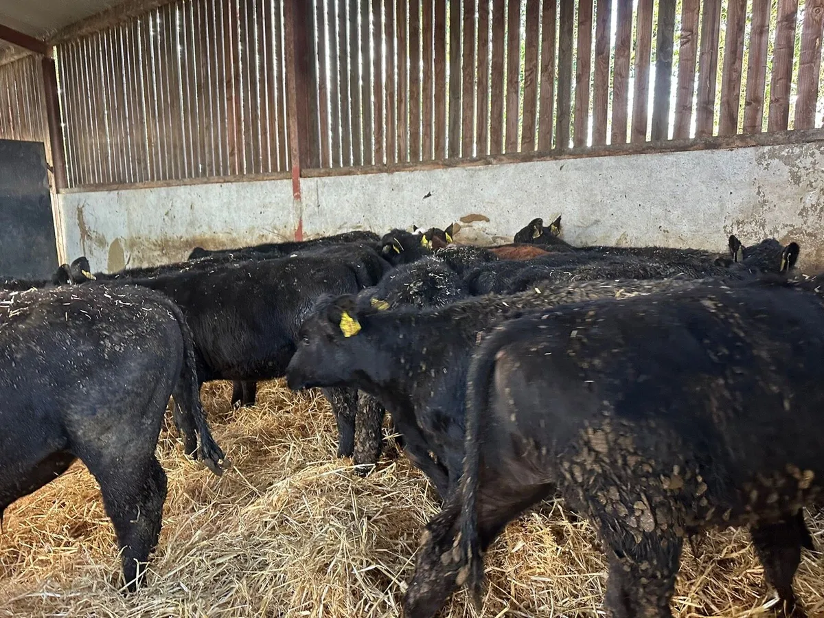 16 Autumn born Angus weanlings for sale - Image 3