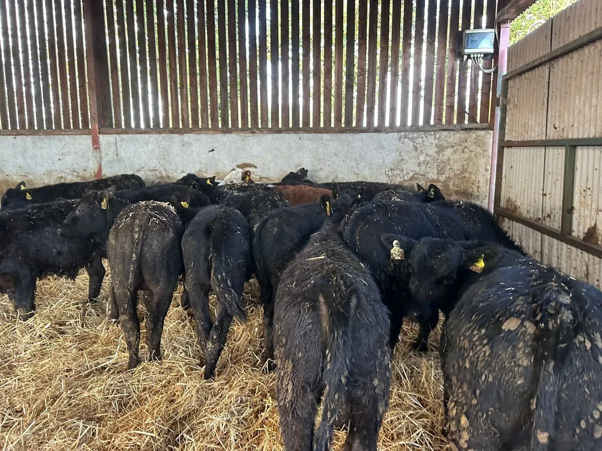 16 Autumn born Angus weanlings for sale - Image 4