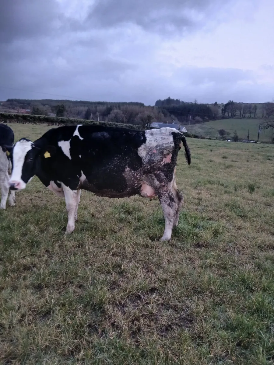 In calf friesan cow - Image 1