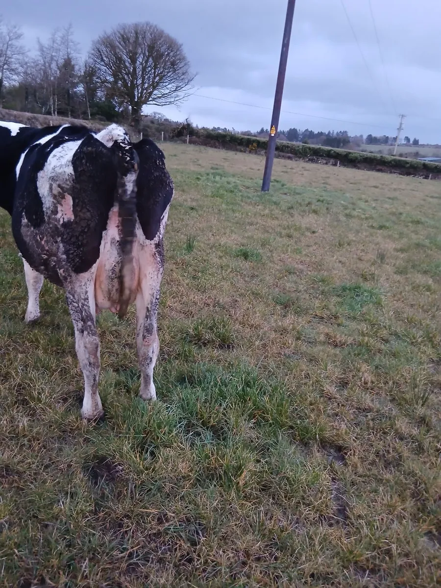 In calf friesan cow - Image 2