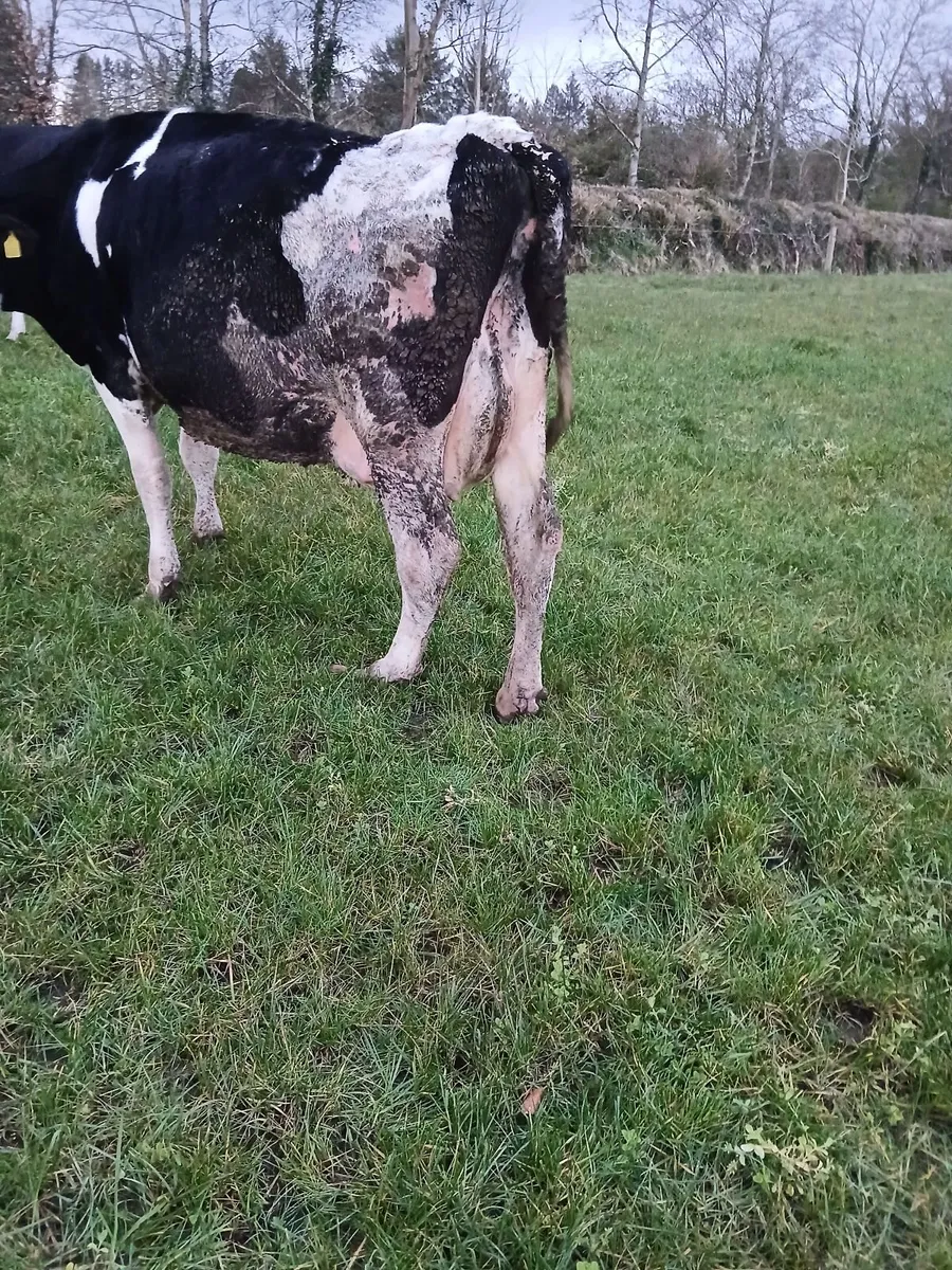 In calf friesan cow - Image 3