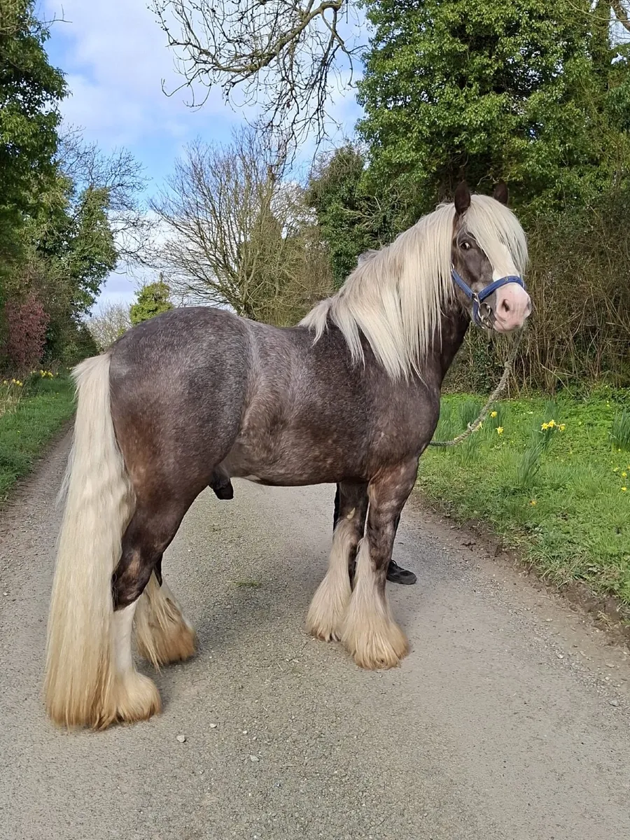 SILVER DAPPLE STALLION - Image 1