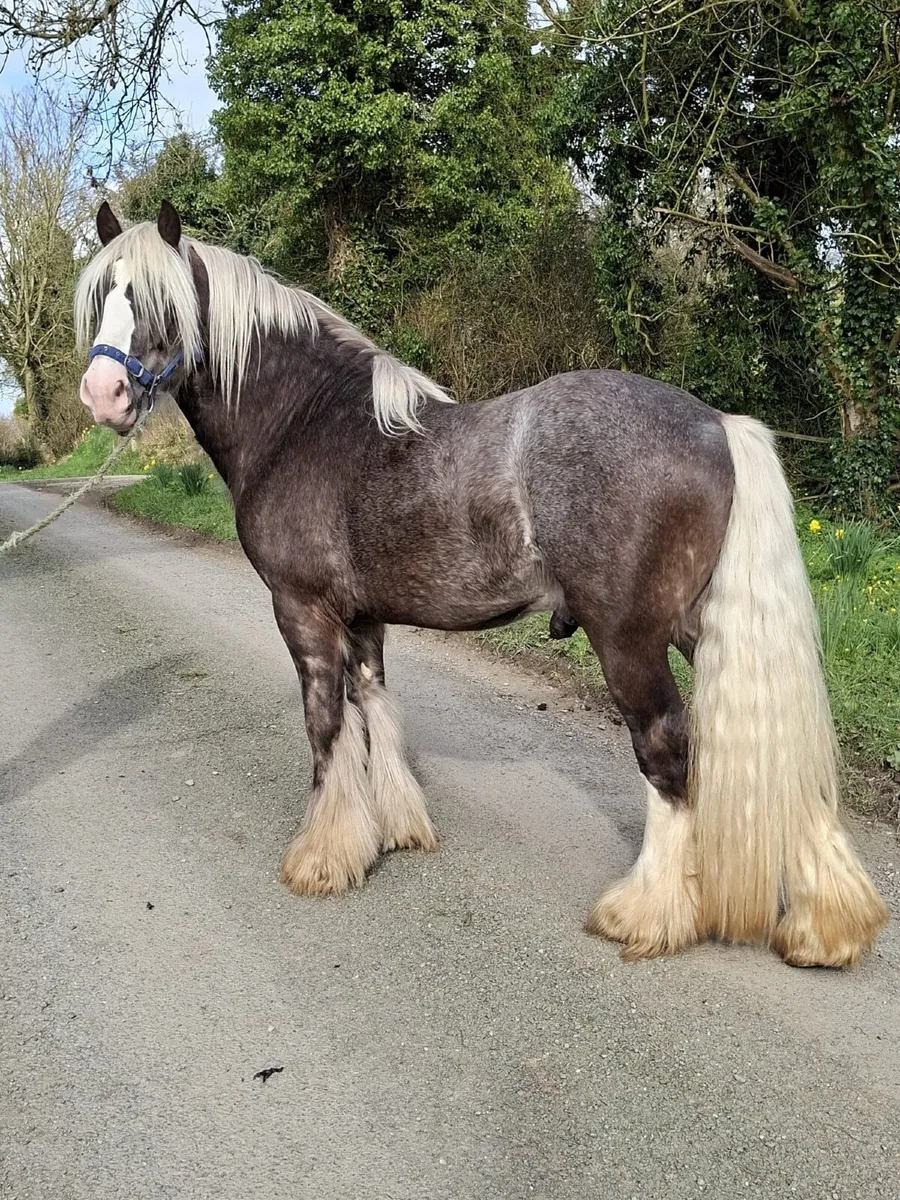 SILVER DAPPLE STALLION - Image 3