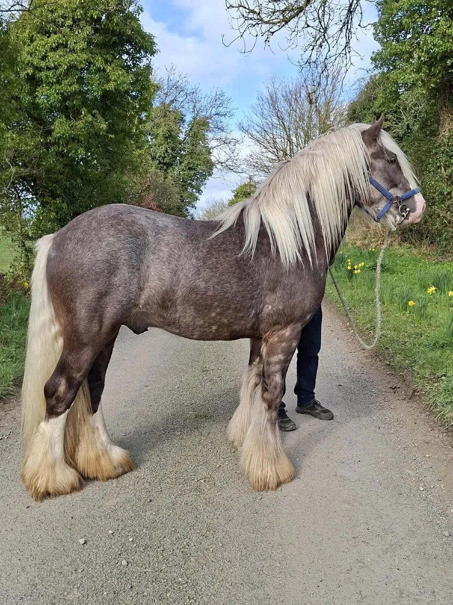 SILVER DAPPLE STALLION - Image 2