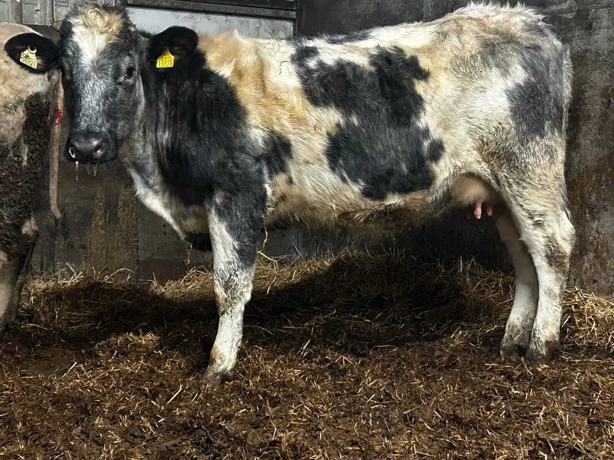 5 Star Belgium Blue In-Calf Heifer - Image 2