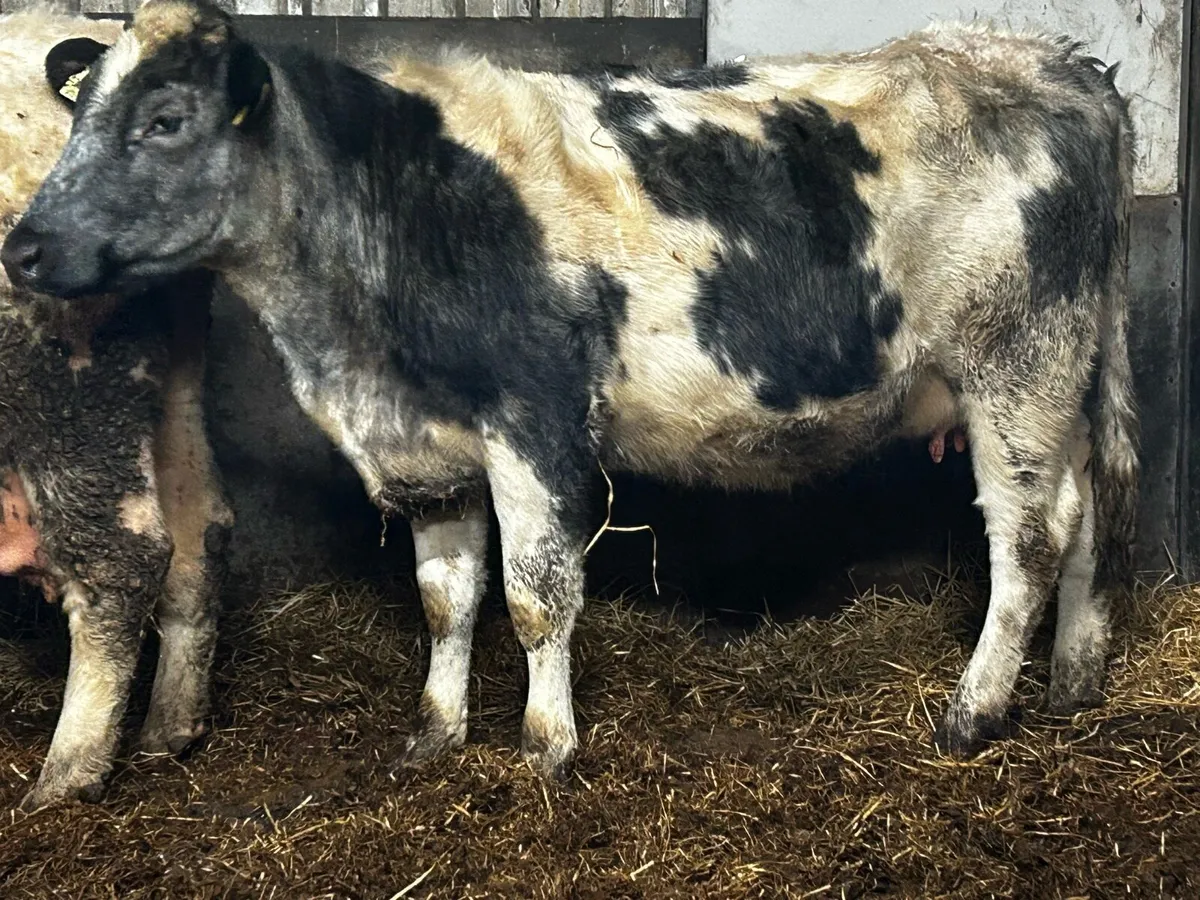 5 Star Belgium Blue In-Calf Heifer - Image 4