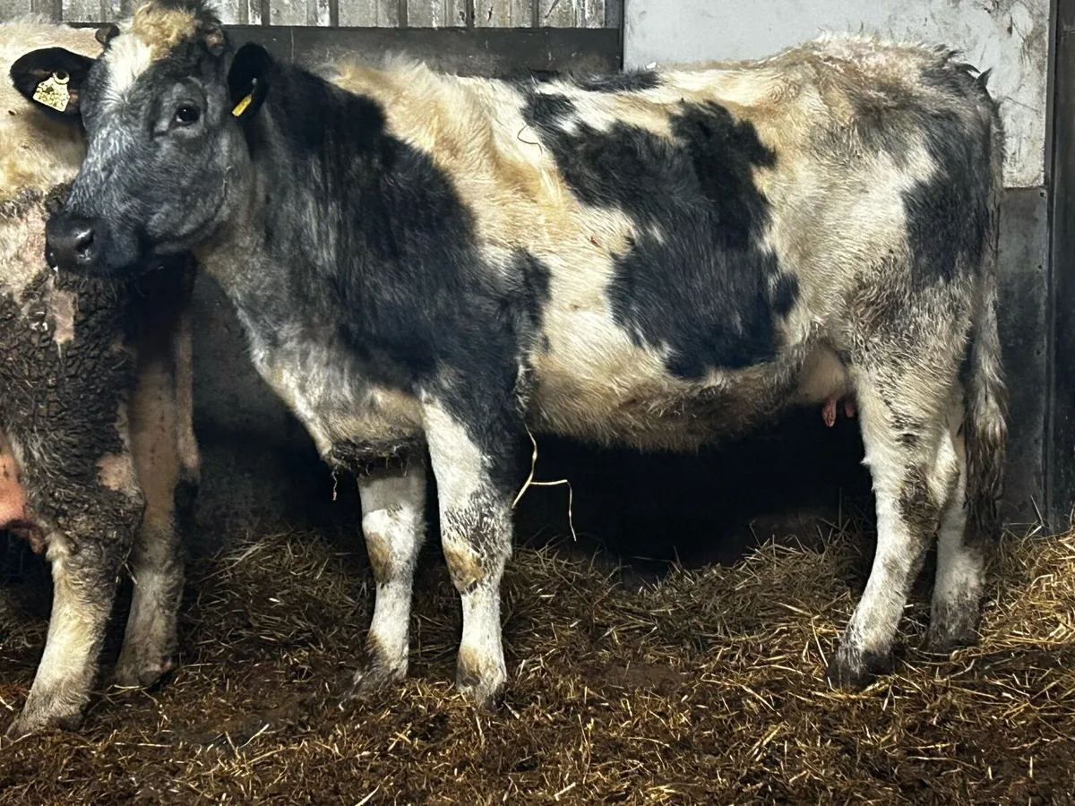5 Star Belgium Blue In-Calf Heifer - Image 1