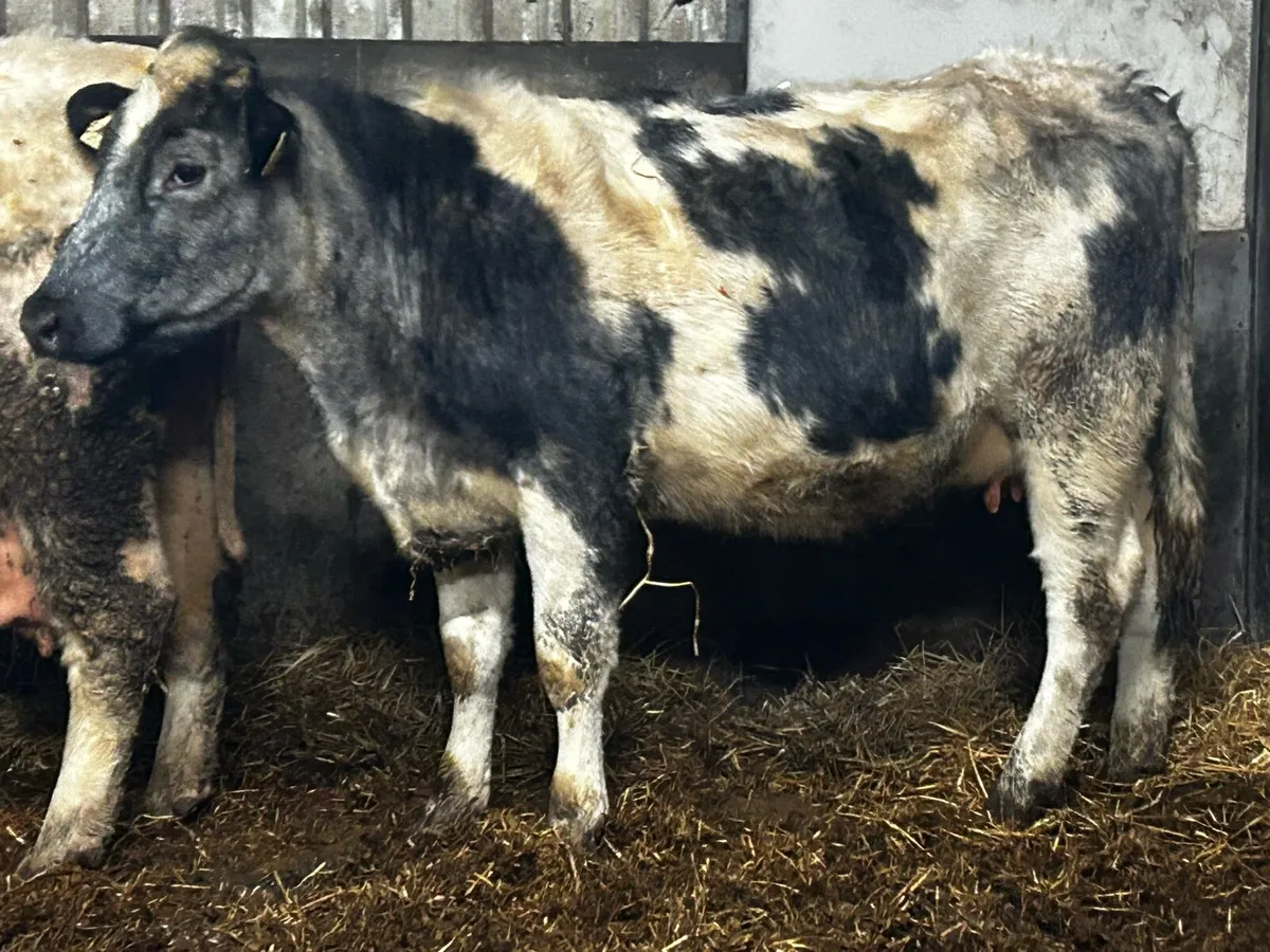 5 Star Belgium Blue In-Calf Heifer - Image 3