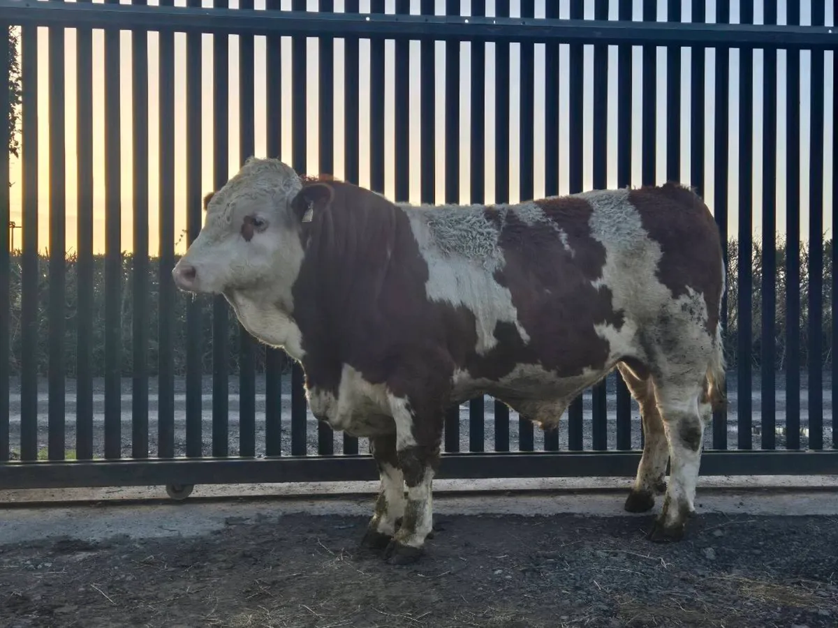 Pedigree simmental Bull - Image 1