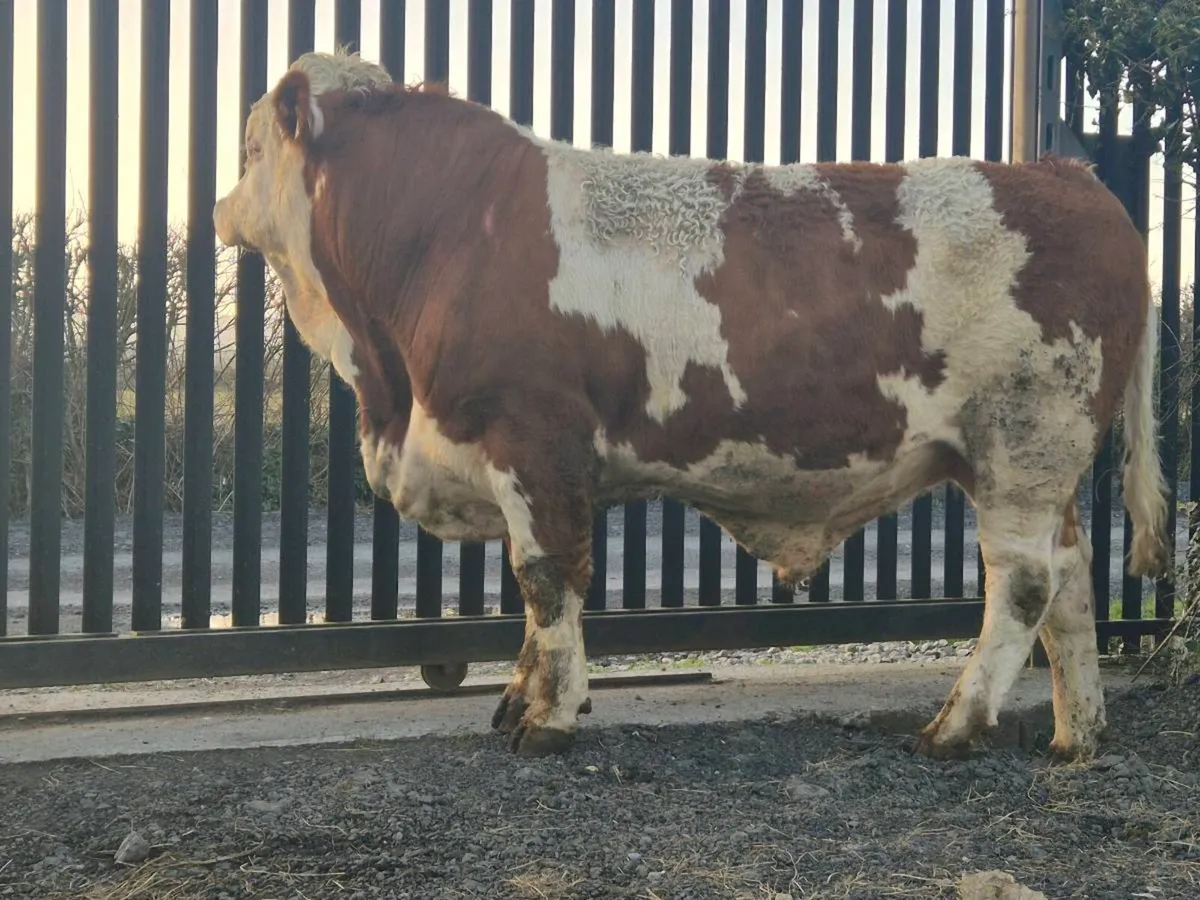 Pedigree simmental Bull - Image 2