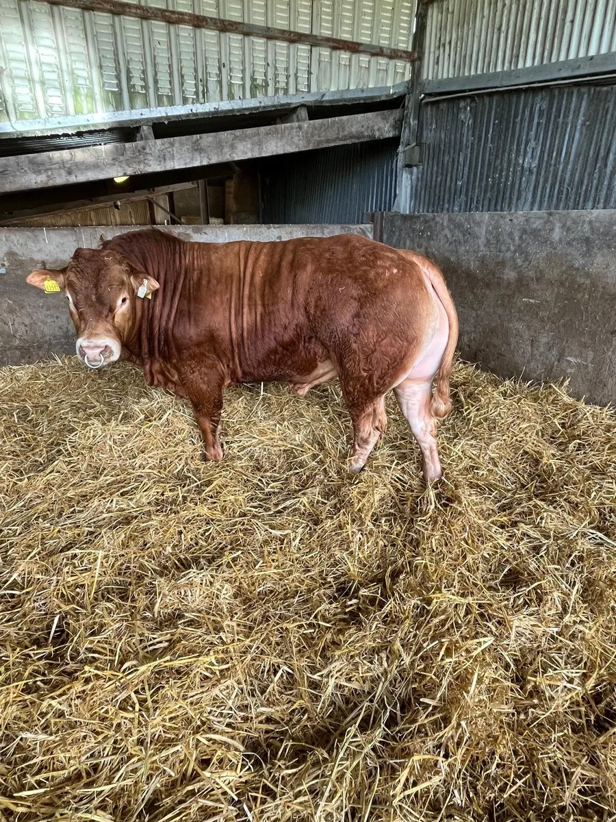 Pedigree Lm Bull - Image 1