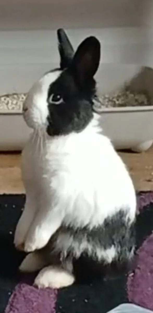 Rabbit for sale - Image 1