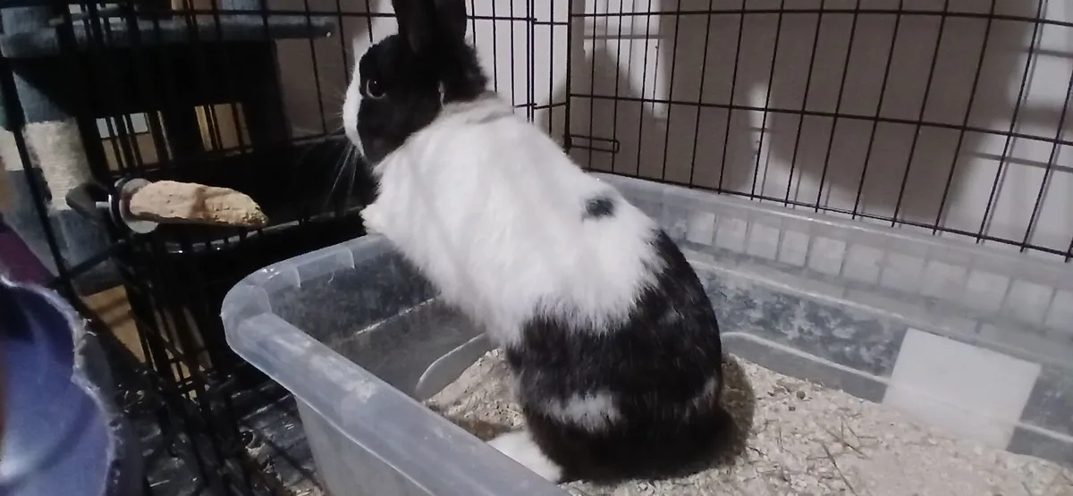 Rabbit for sale - Image 2