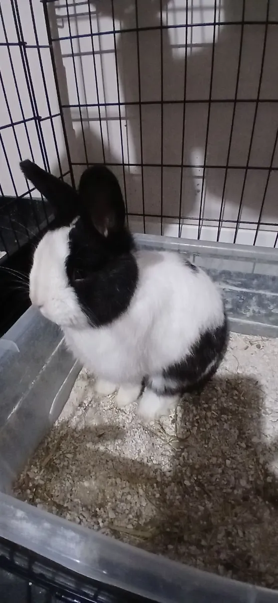 Rabbit for sale - Image 3