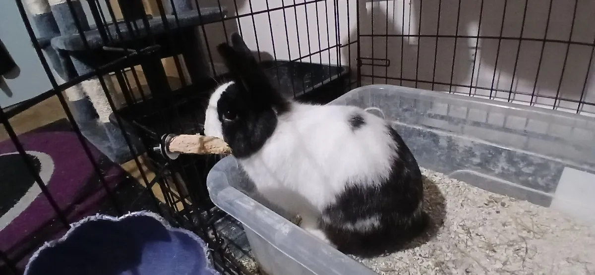 Rabbit for sale - Image 4