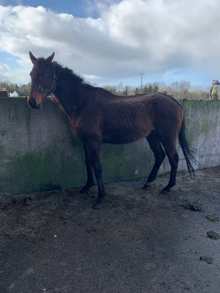 Two mares for covering - Image 1