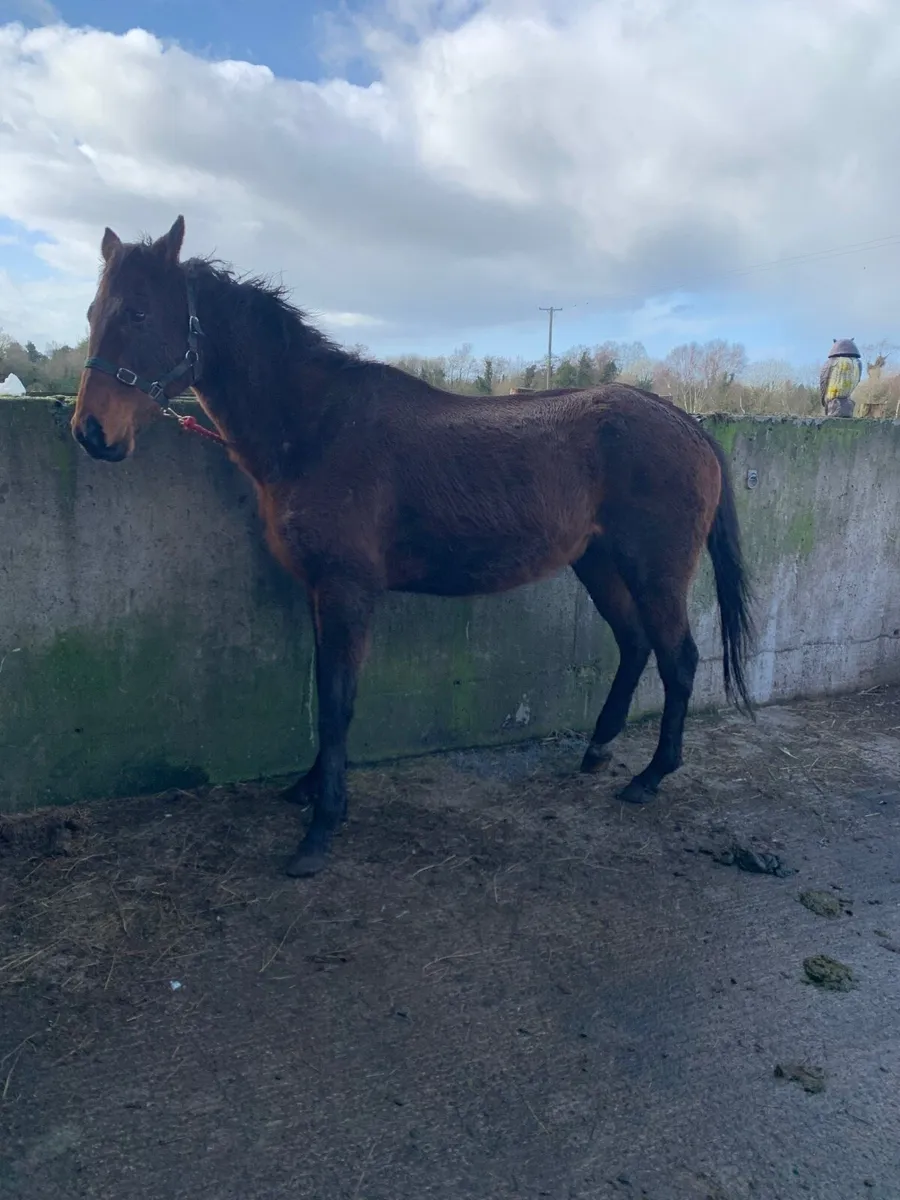 Two mares for covering - Image 2