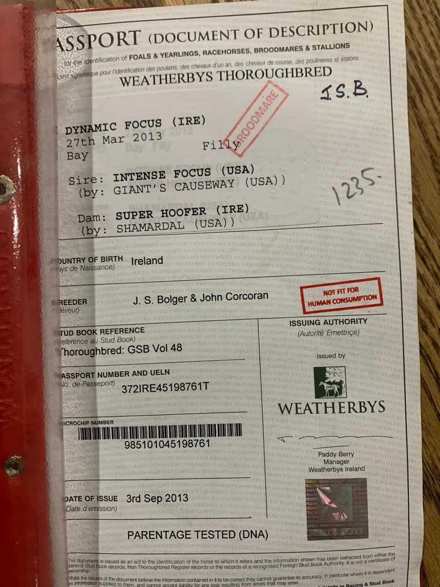 Two mares for covering - Image 3