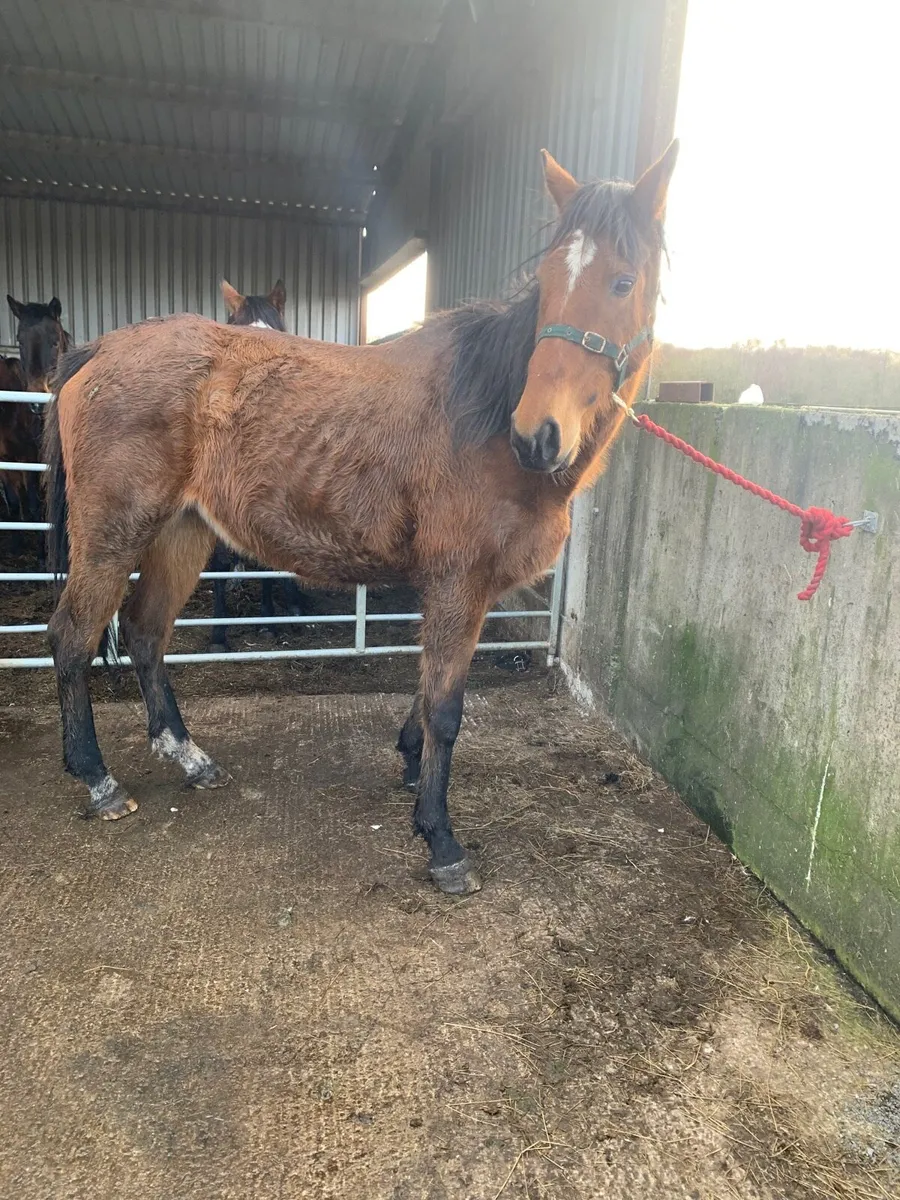 Two mares for covering - Image 4