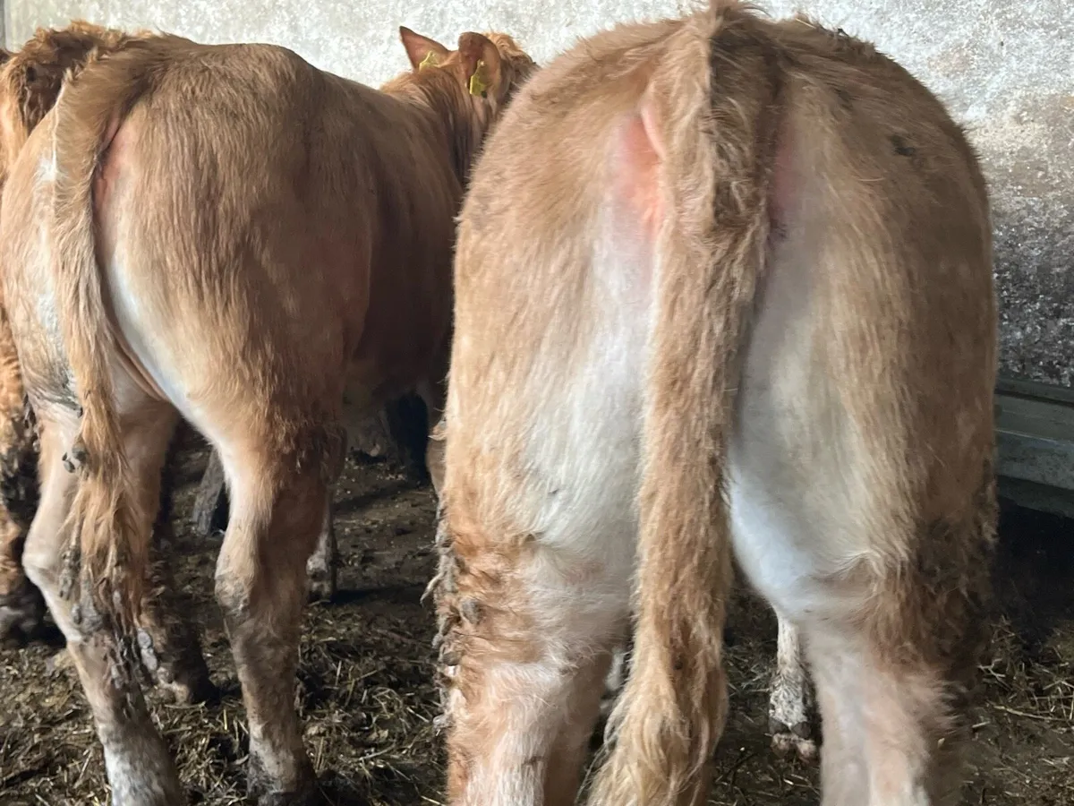 10 Charolais & Limousin Heifers - Image 3