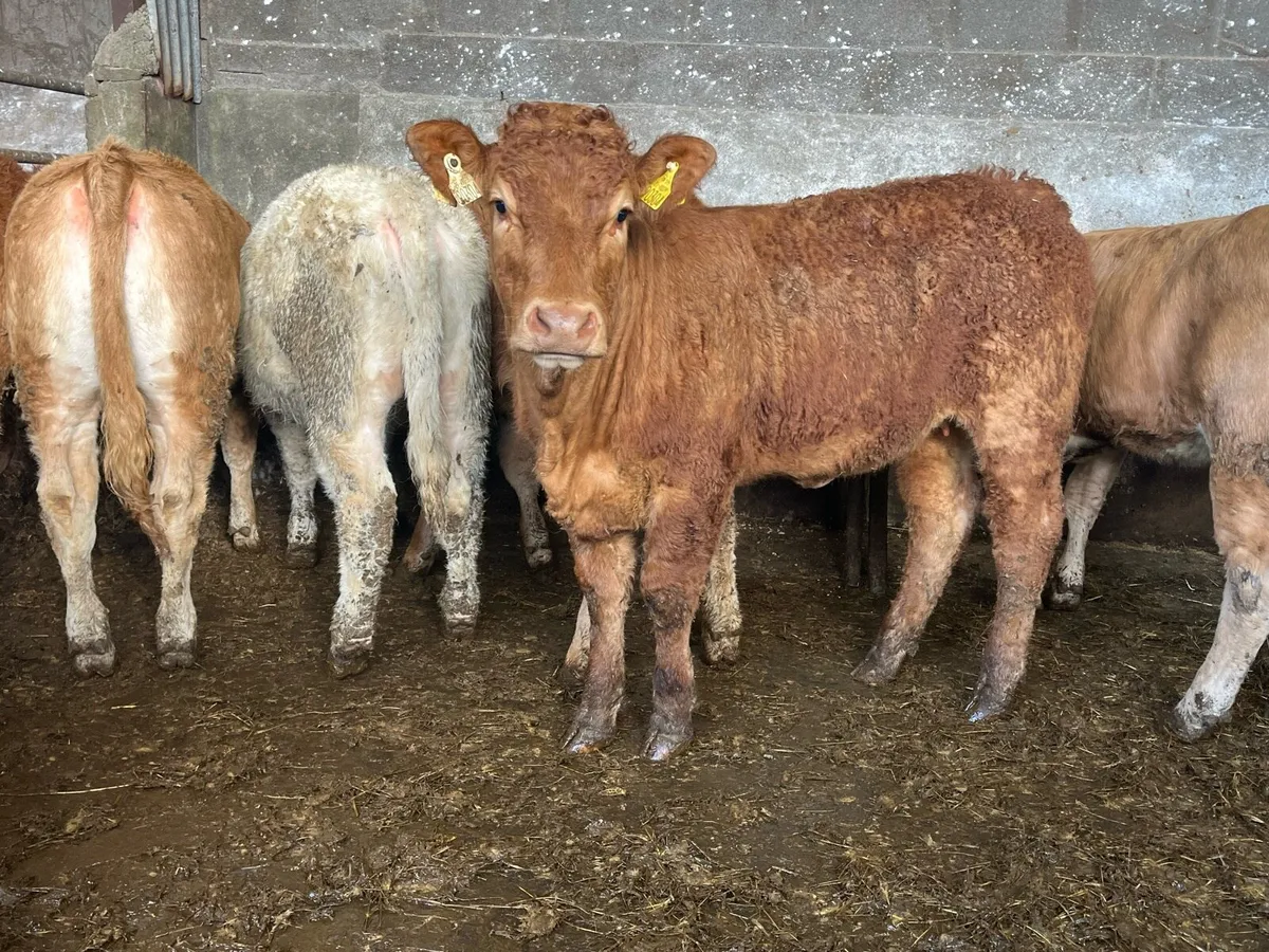 10 Charolais & Limousin Heifers - Image 1