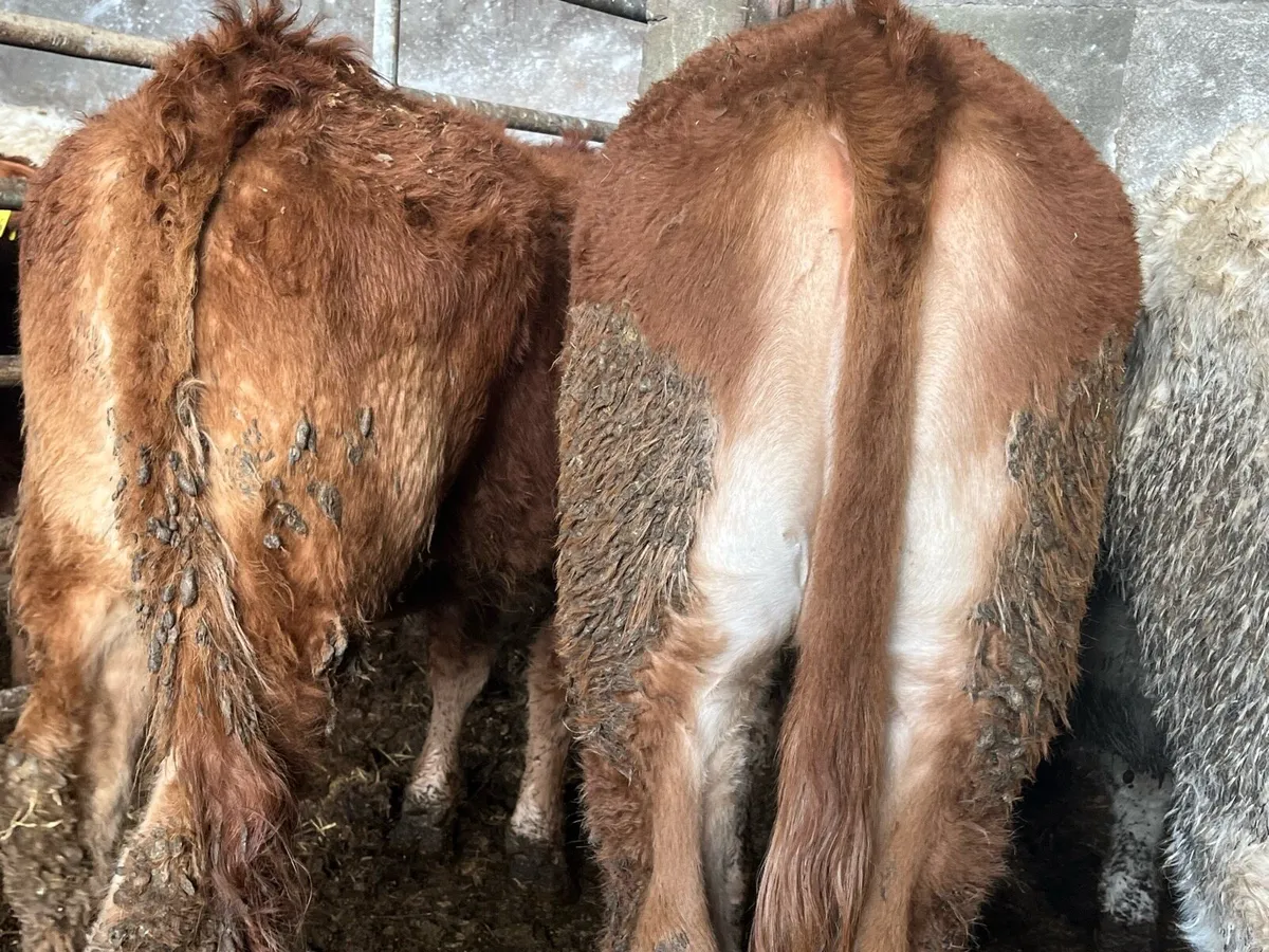 10 Charolais & Limousin Heifers - Image 4