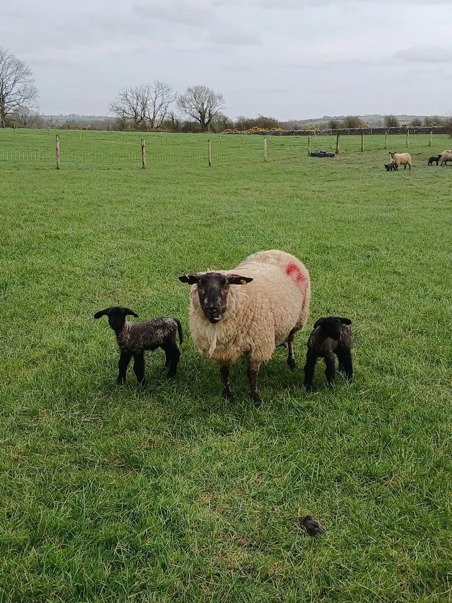 Ewes with lambs at foot - Image 1