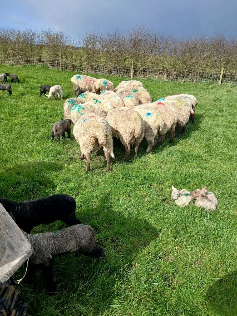 Ewes with lambs at foot - Image 2