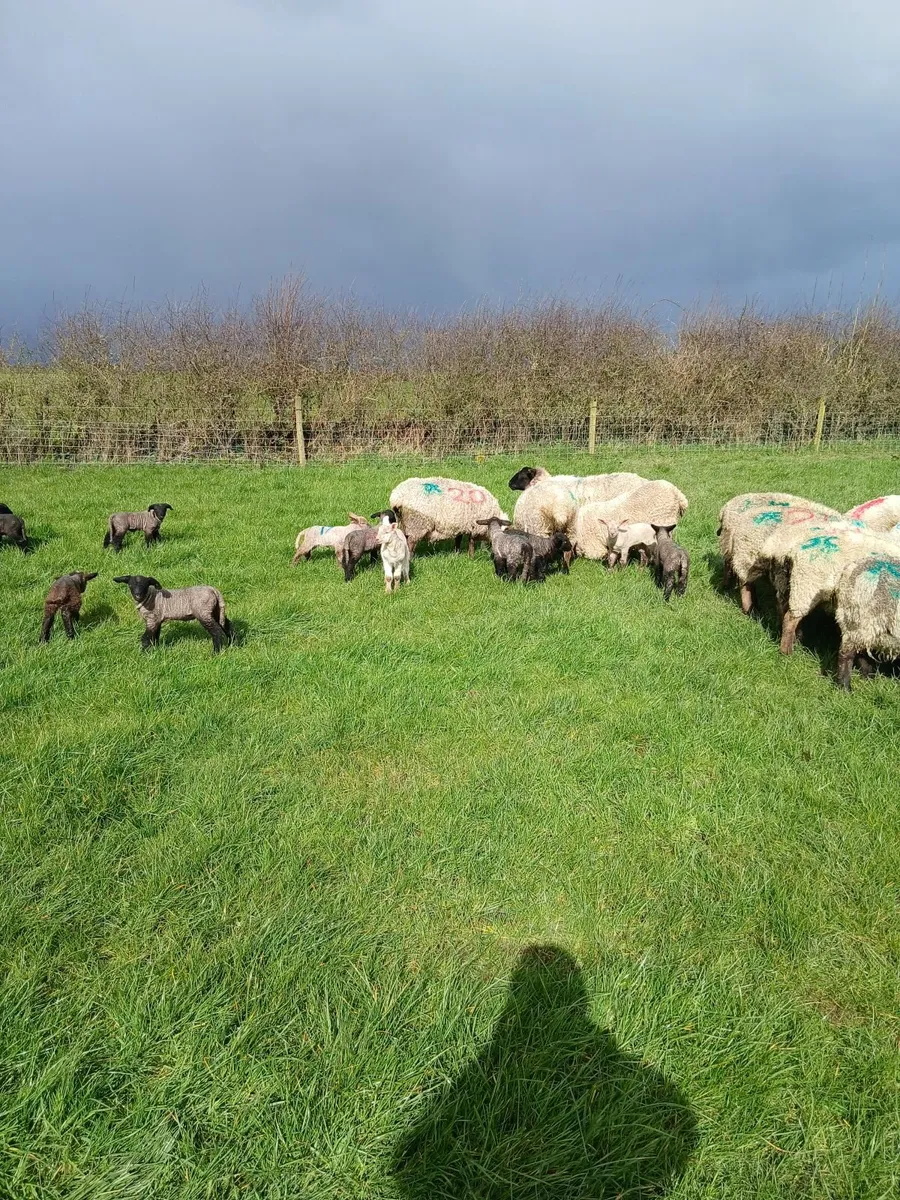 Ewes with lambs at foot - Image 3