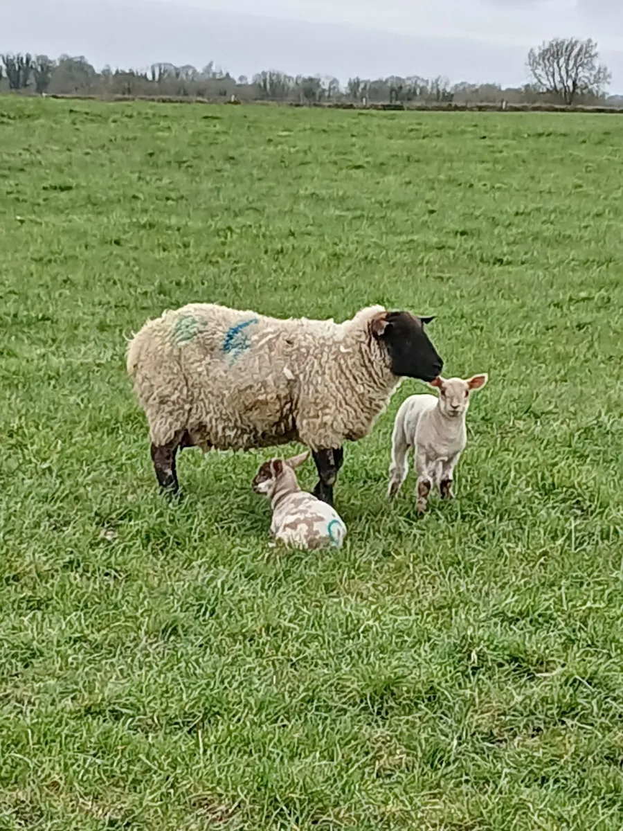 Ewes with lambs at foot - Image 4