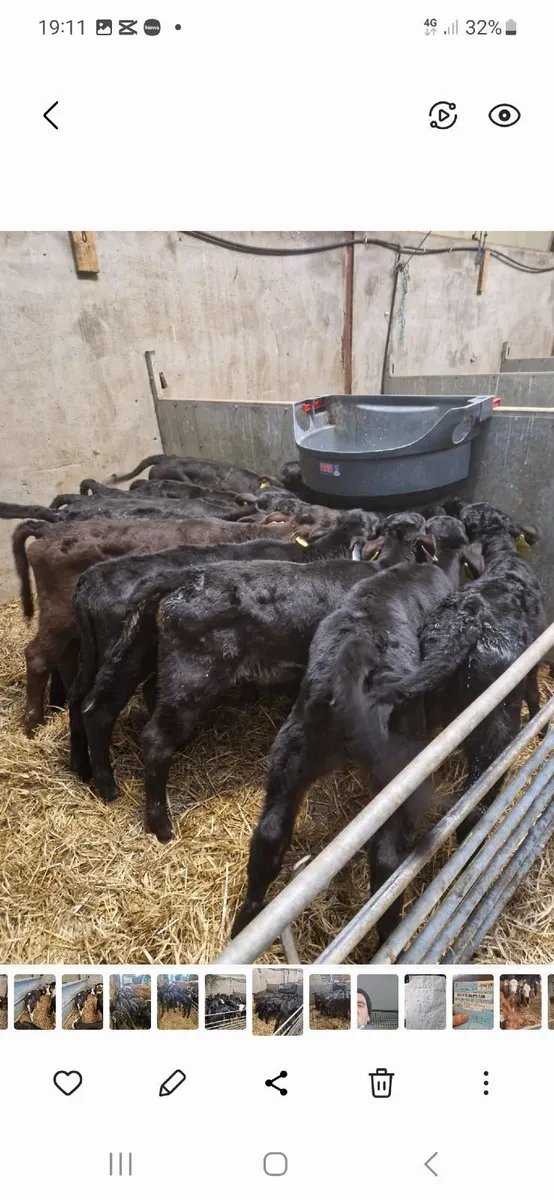 Fresh calves arriving twice weekly - Image 3