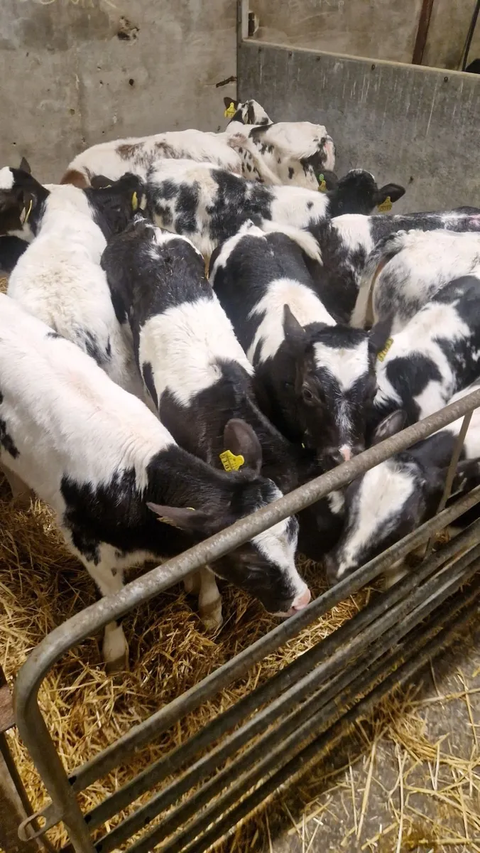 Fresh calves arriving twice weekly - Image 4