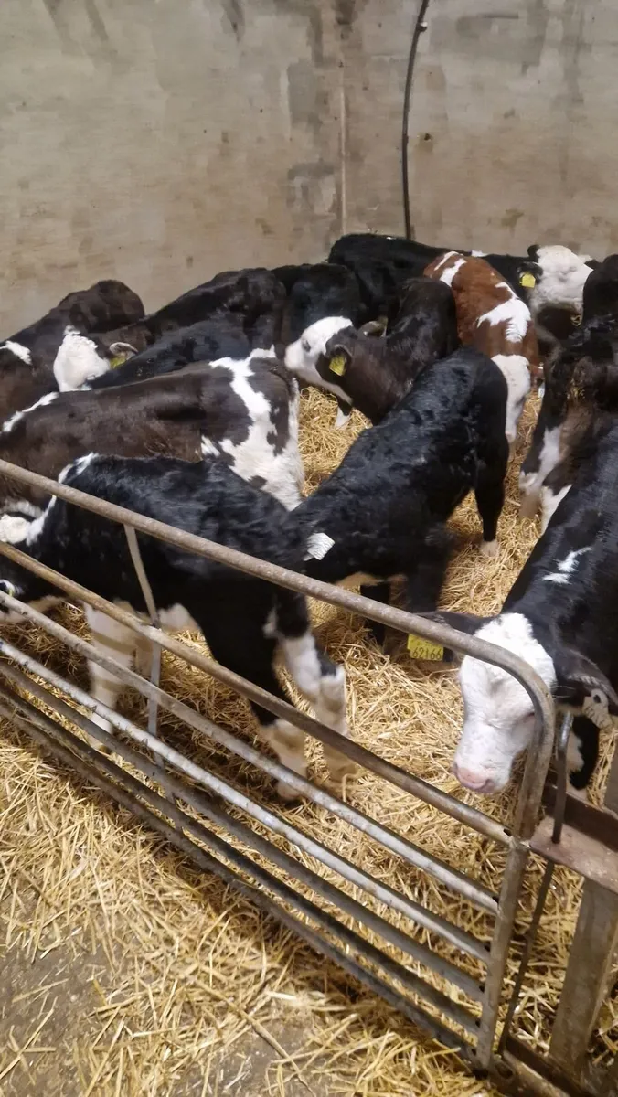 Fresh calves arriving twice weekly - Image 1