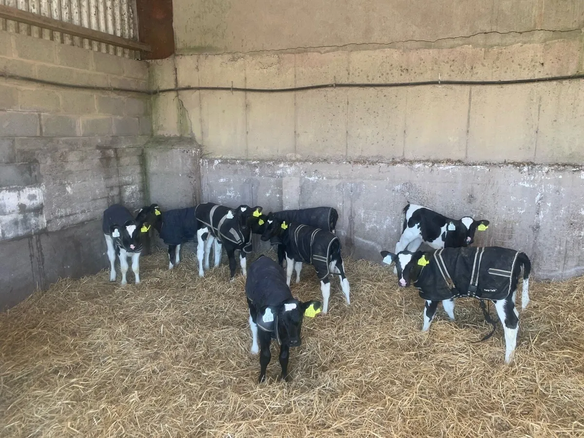 10 Pedigree heifer calves